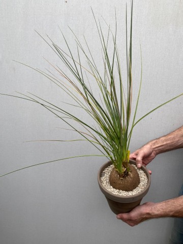 1 calibanus hookeri nr 1 7