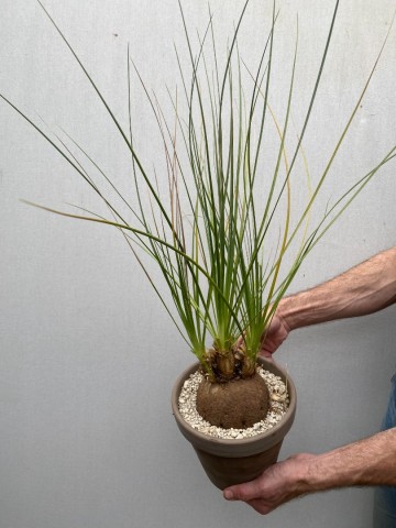 1 calibanus hookeri nr 1 8