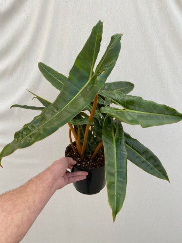 1 philodendron billietiae xxl  1