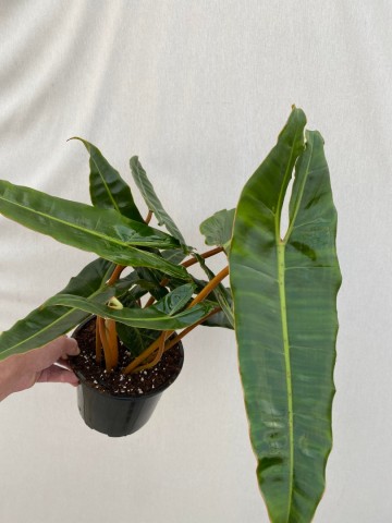 1 philodendron billietiae xxl  2