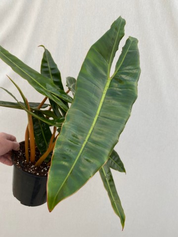 1 philodendron billietiae xxl  3