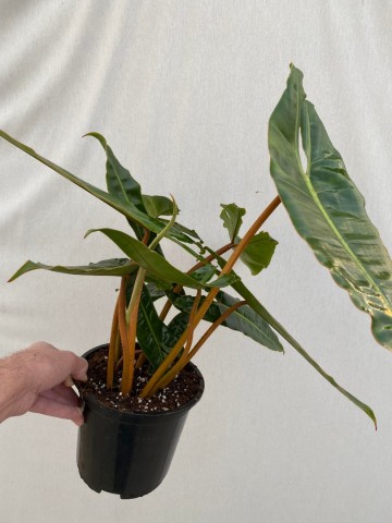 1 philodendron billietiae xxl  4