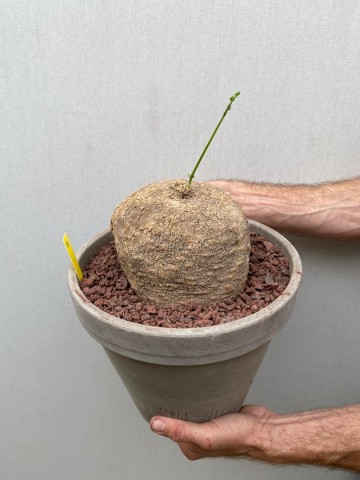 11 ibervillea lindheimeri nr 11 4