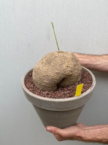 11 ibervillea lindheimeri nr 11 5