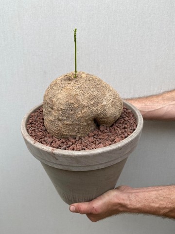 11 ibervillea lindheimeri nr 11 8