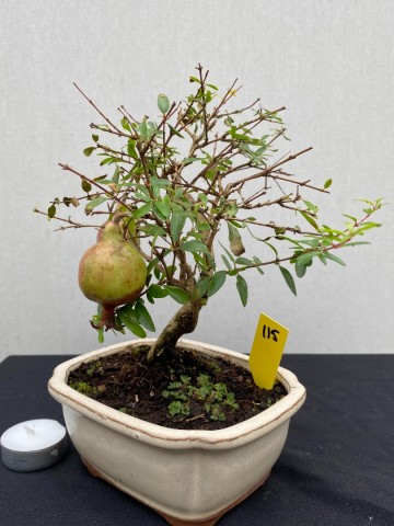 115 bonsai punica granatum granaatappel boompje nr 115 2