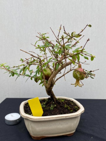 115 bonsai punica granatum granaatappel boompje nr 115 3