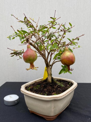 115 bonsai punica granatum granaatappel boompje nr 115 4