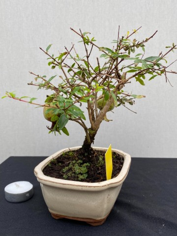 115 bonsai punica granatum granaatappel boompje nr 115 6