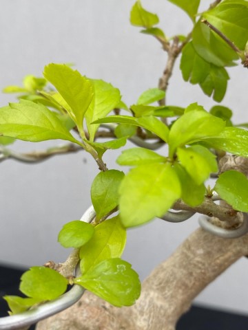 131 duranta repens 131 2