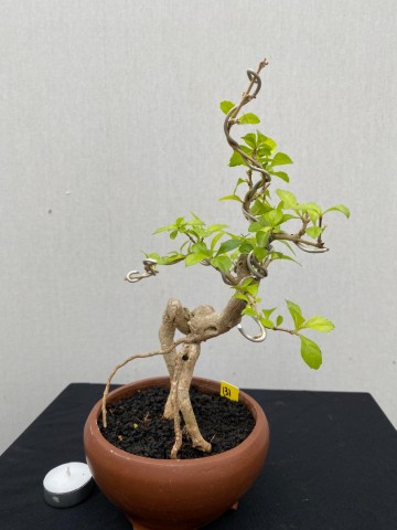 131 duranta repens 131 3