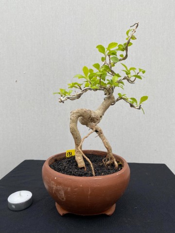 131 duranta repens 131 5