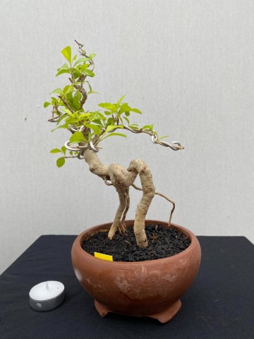 131 duranta repens 131 6