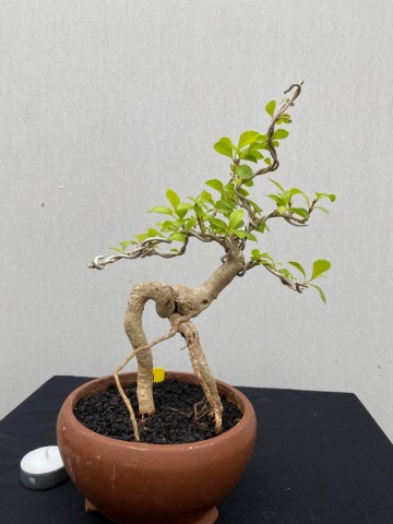 131 duranta repens 131 7