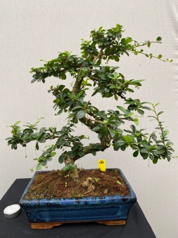 166 bonsai carmona nr 166 1