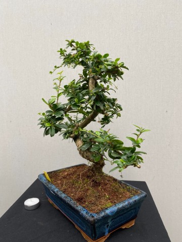 166 bonsai carmona nr 166 3
