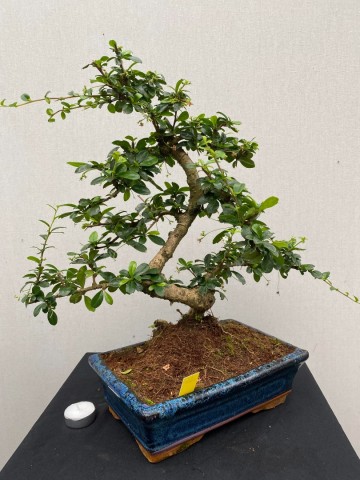 166 bonsai carmona nr 166 4