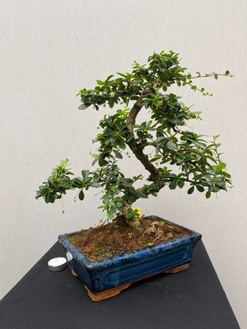 166 bonsai carmona nr 166 6