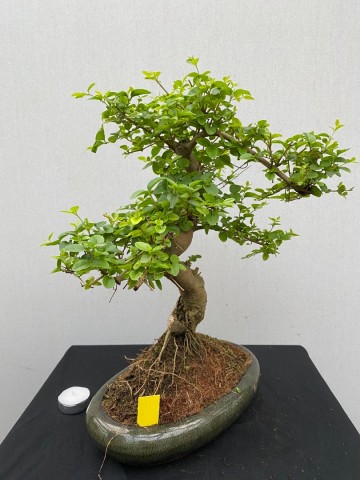 177 bonsai ligustrum sinense nr 177 2