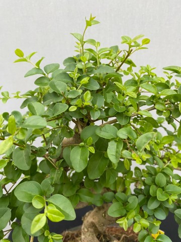 177 bonsai ligustrum sinense nr 177 3