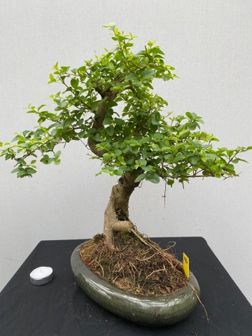 177 bonsai ligustrum sinense nr 177 5