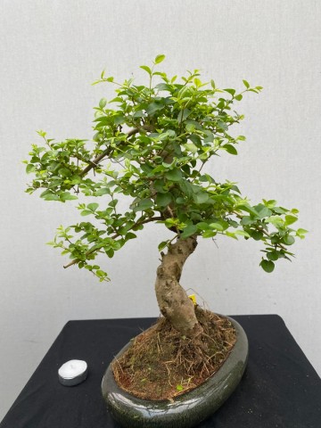 177 bonsai ligustrum sinense nr 177 6