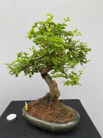 177 bonsai ligustrum sinense nr 177 7