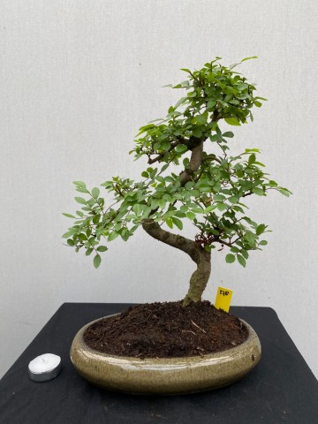 178 bonsai zelkova nr 178 1