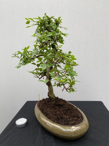 178 bonsai zelkova nr 178 4