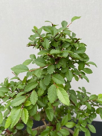 178 bonsai zelkova nr 178 5