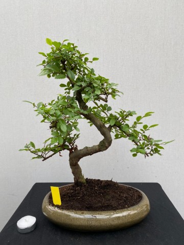 178 bonsai zelkova nr 178 6