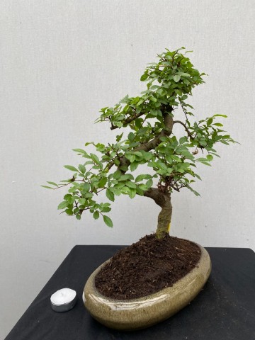 178 bonsai zelkova nr 178 7
