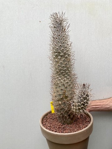 19 pachypodium mikea  nr 19 4