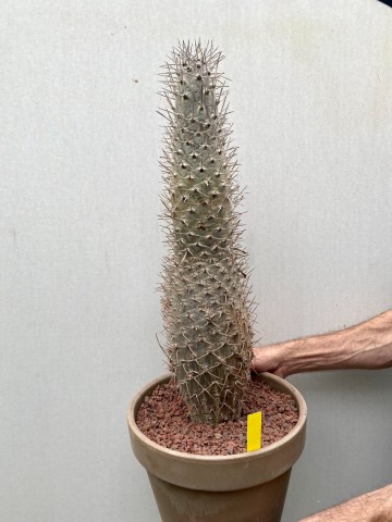 19 pachypodium mikea  nr 19 7