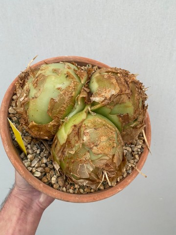 2 bowiea volubilis xxl nr 2 1