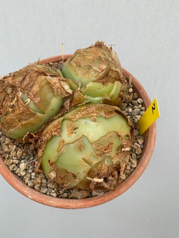 2 bowiea volubilis xxl nr 2 2