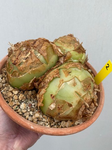 2 bowiea volubilis xxl nr 2 3