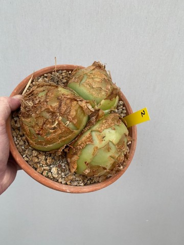 2 bowiea volubilis xxl nr 2 4