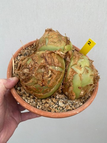 2 bowiea volubilis xxl nr 2 6