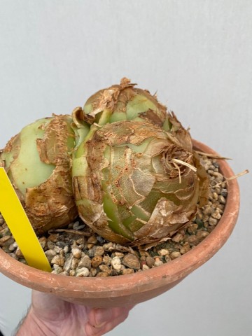 2 bowiea volubilis xxl nr 2 8