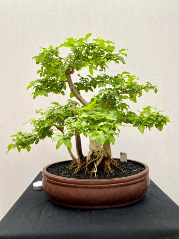 211 bonsai ligustrum sinense nr 211 1