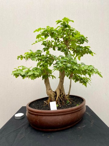 211 bonsai ligustrum sinense nr 211 2