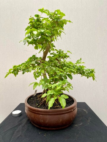 211 bonsai ligustrum sinense nr 211 7