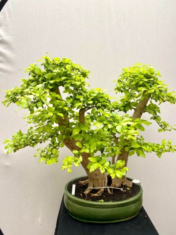 217 bonsai duranta repens nr 217 1