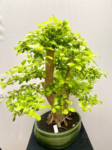 217 bonsai duranta repens nr 217 2