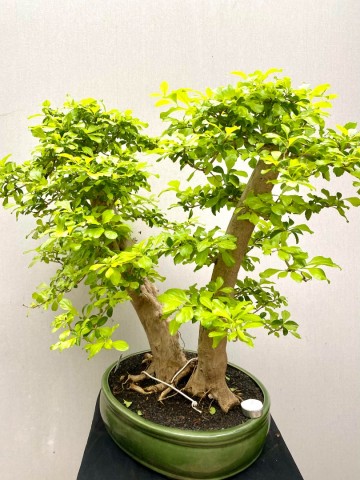 217 bonsai duranta repens nr 217 5