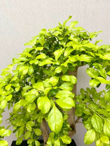 217 bonsai duranta repens nr 217 6