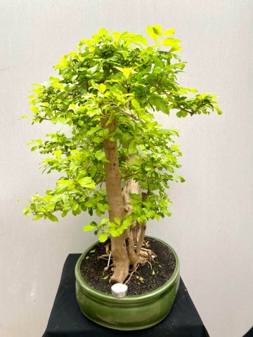 217 bonsai duranta repens nr 217 7