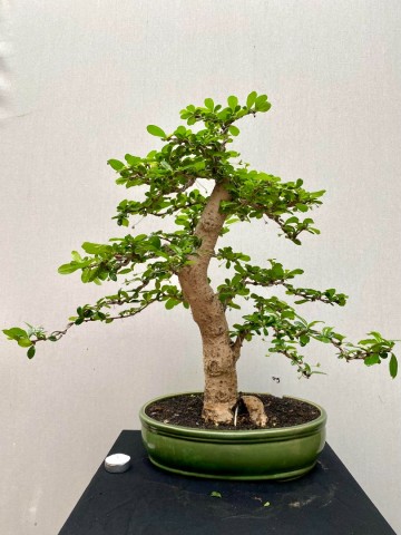 219 bonsai carmona nr 219 1