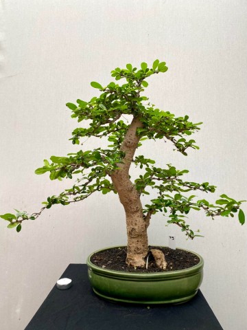 219 bonsai carmona nr 219 2